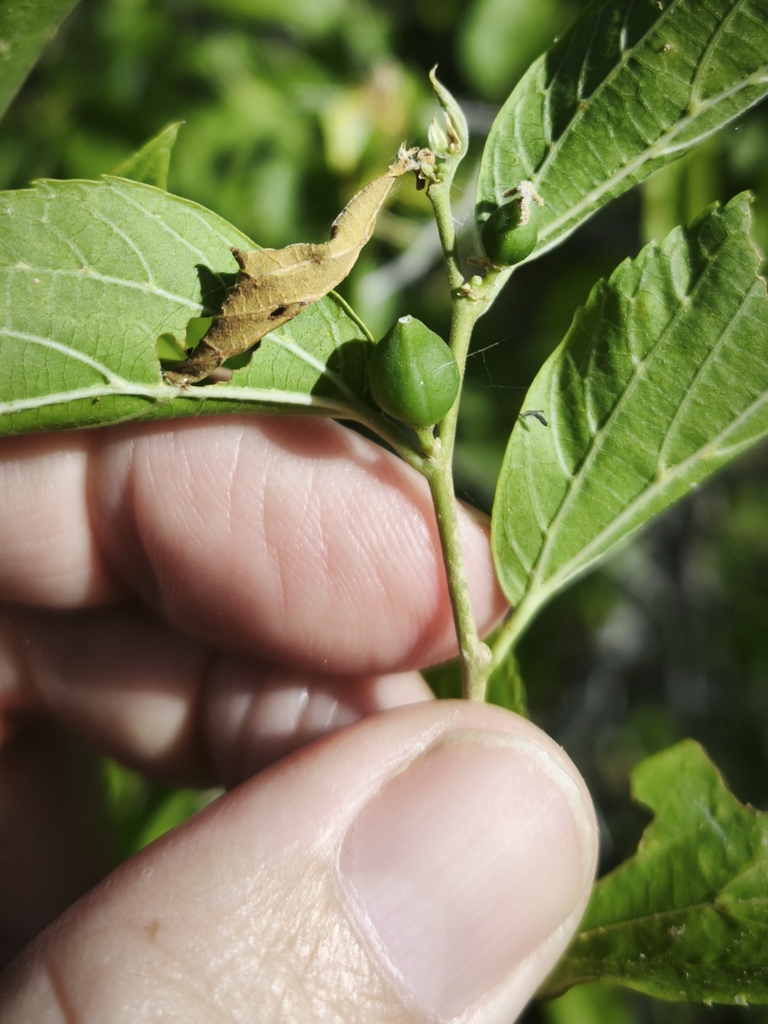 Celtis gardneri