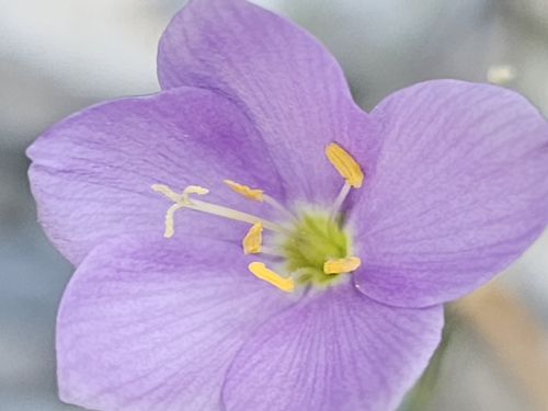 Stewart's Gilia (Giliastrum stewartii)