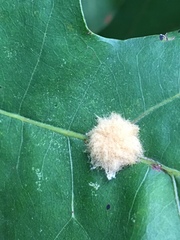 Callirhytis infuscata