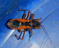 Ectomocoris truculentus