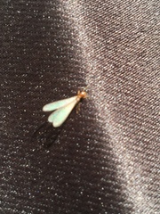 Reticulitermes hageni