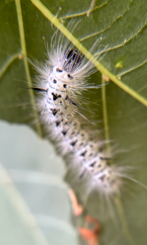 Hickory tussock moth