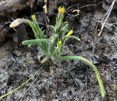Podotheca angustifolia