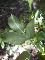 Staphylea bumalda