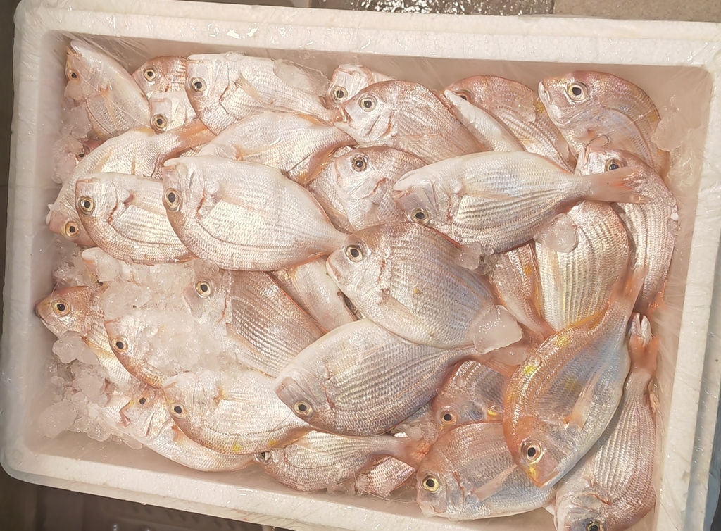 Yellowback seabream (Dentex tumifrons) — Sparidae