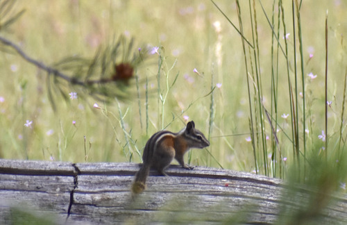 iNaturalist observation photo of Lodgepole Chipmunk