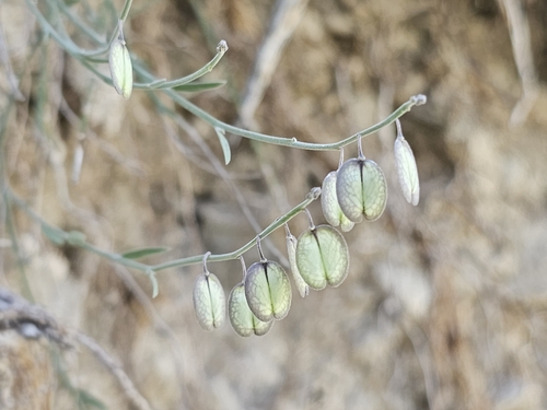 Blue Milkwort (Hebecarpa barbeyana)