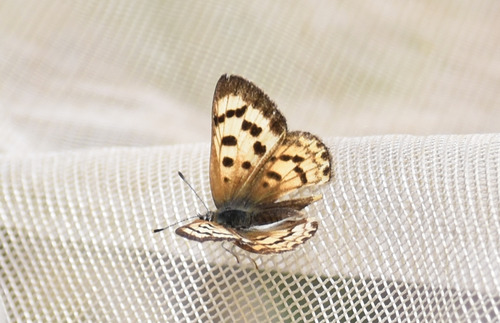 iNaturalist observation photo of Lilac-bordered Copper