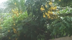 Magnoliopsida