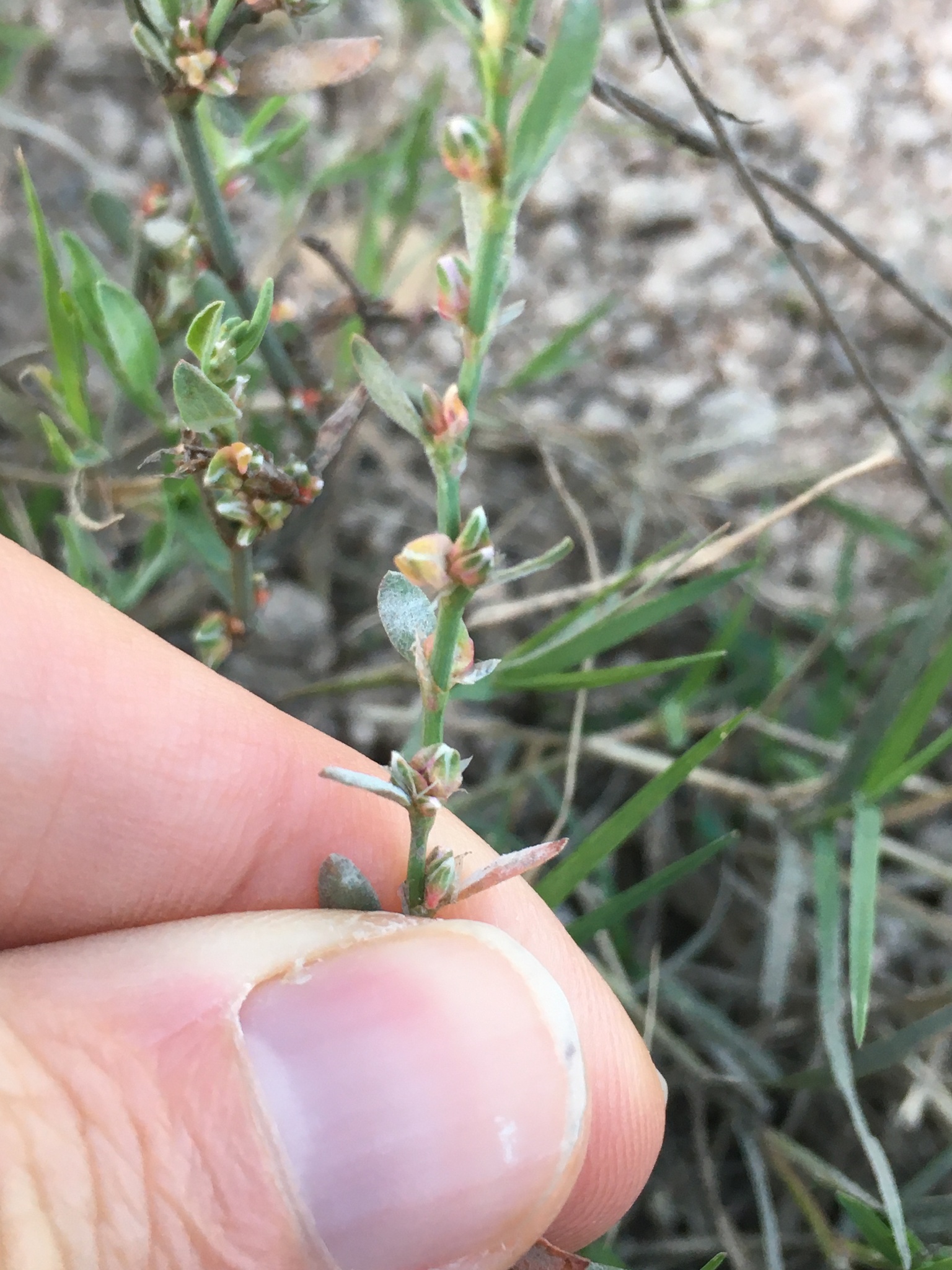 Polygonum ramosissimum ssp. prolificum