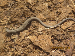 Gerrhonotus liocephalus