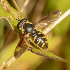 Sericomyia chrysotoxoides image