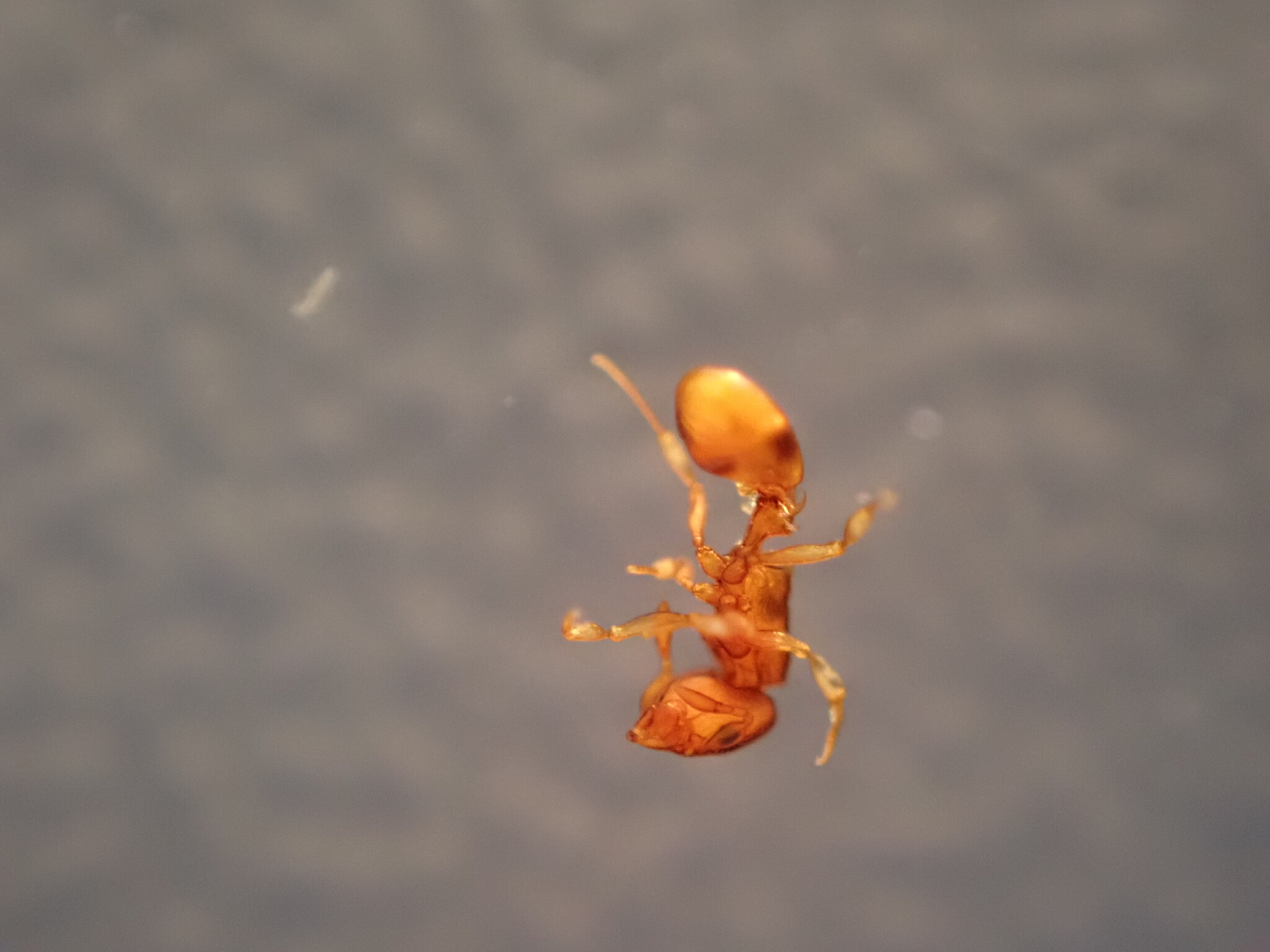 Colobostruma biconcava