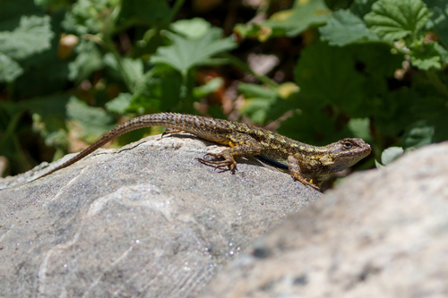 iNaturalist observation photo of Western Fence Lizard