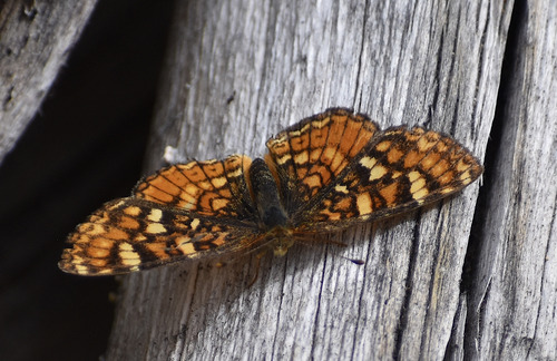 iNaturalist observation photo of California Crescent