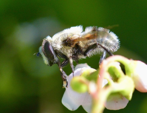 Orange-spotted Drone Fly photo 5