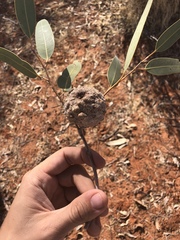 Cystococcus pomiformis