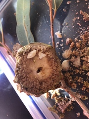 Cystococcus pomiformis