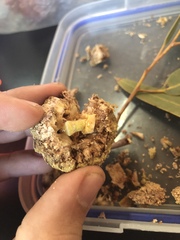 Cystococcus pomiformis