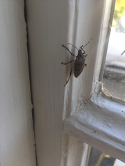 Halyomorpha halys