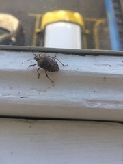 Halyomorpha halys