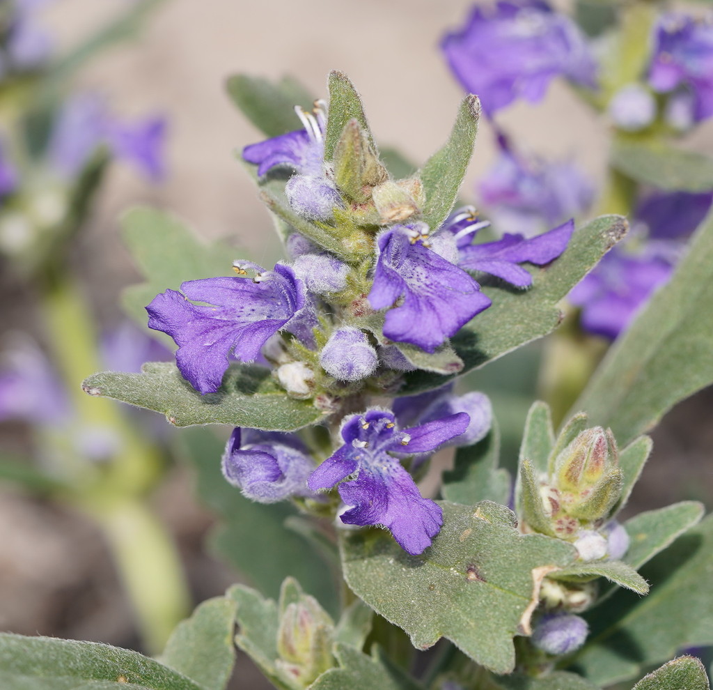 Austral Bugle (Logan RE 12.8.24 Flora) · iNaturalist