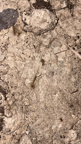 Arizona house centipede photo 5