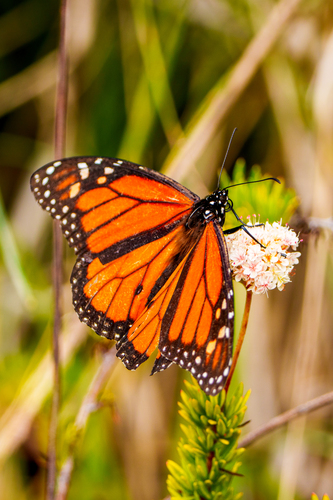 iNaturalist observation photo of Monarch