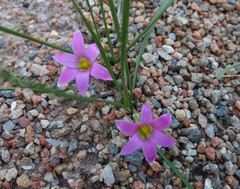 Romulea rosea australis