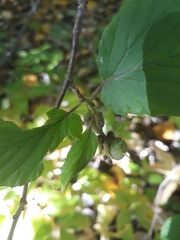 Corylopsis sinensis