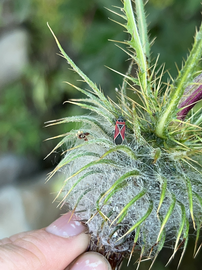White-crossed Seed Bug in July 2025 by Milli Vedder · iNaturalist