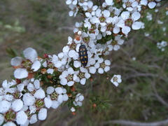 Castiarina xanthopilosa
