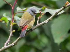 Coccopygia quartinia