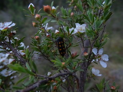 Castiarina xanthopilosa