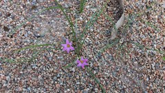 Romulea rosea australis