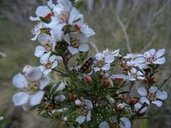Castiarina xanthopilosa