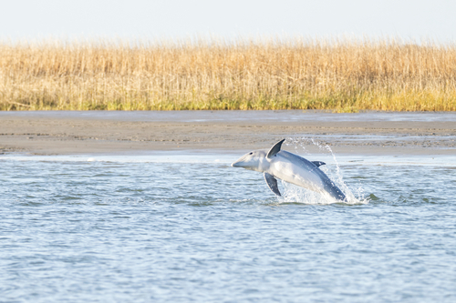 Tamanend's Bottlenose Dolphin photographed in South Carolina