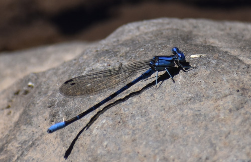 iNaturalist observation photo of Vivid Dancer