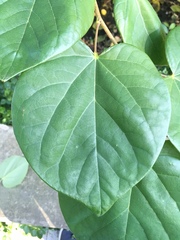Cercis chinensis