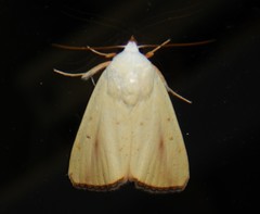 Xanthodes congenita