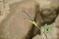 Arabicnemis caerulea