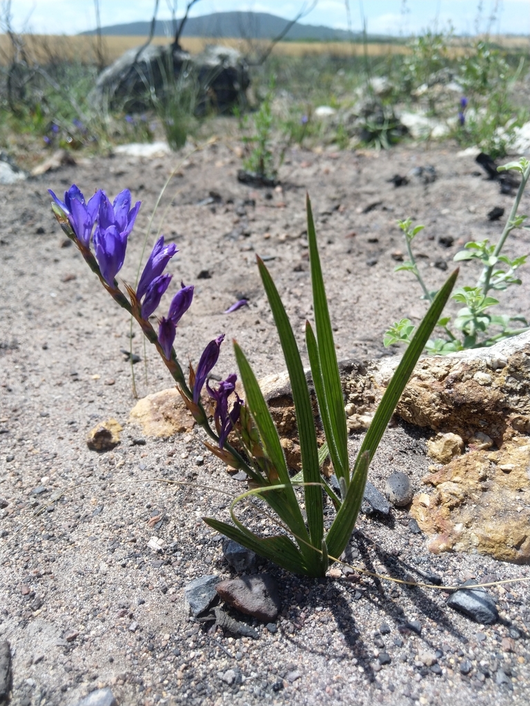 Babiana secunda, Paarl Farms, Cape Town, 7620, South Africa