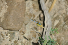 Arabicnemis caerulea