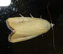 Xanthodes congenita