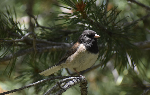 iNaturalist observation photo of Dark-eyed Junco