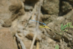 Arabicnemis caerulea