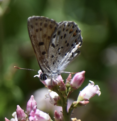 iNaturalist observation photo of Gorgon Copper