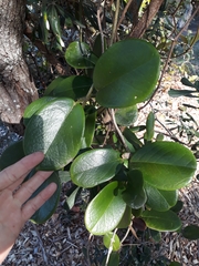 Hoya australis australis