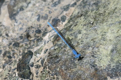 Arabicnemis caerulea