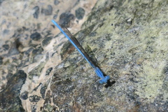 Arabicnemis caerulea